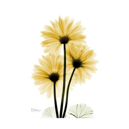 Golden Gerbera Yellow X-Ray Flower Photo Print Wall Art By Albert Koetsier