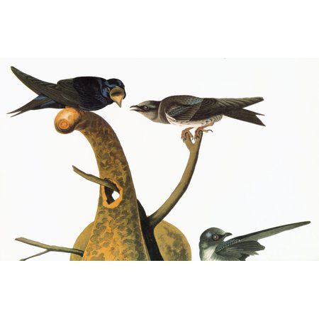 Audubon Martin Npurple Martin (Progne Subis) Detail Of An Engraving After John James Audubon For His Birds Of America 1827-38 Poster Print by Granger Collection