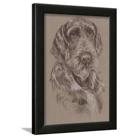 German Wirehaired Pointer Framed Print Wall Art By Barbara Keith