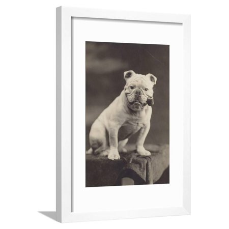 Bulldog Sitting on a Table and Smoking a Pipe Framed Print Wall Art