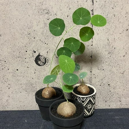 Stephania Erecta Bulb for Planting UFO Plant Plantation Stephania Planting Professional Plantin
Stephania Erecta Bulb for Planting UFO Plant Plantation Stephania Planting Professional Plantin