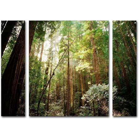 Ariane Moshayedi "Muir Woods" Multi Panel Art Set