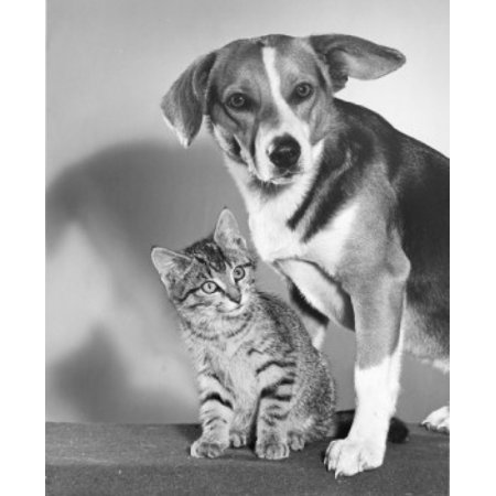 Portrait of a dog and kitten Stretched Canvas - (24 x 36)