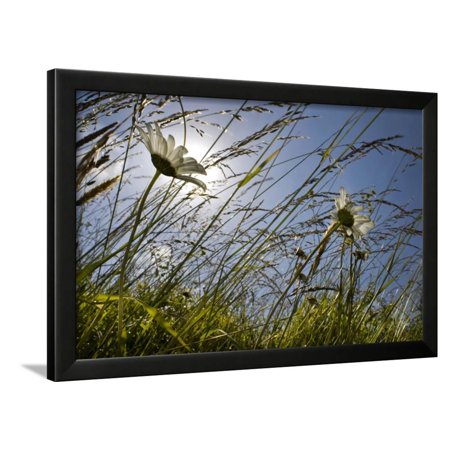 First Signs of Summer Framed Print Wall Art By Adrian Campfield