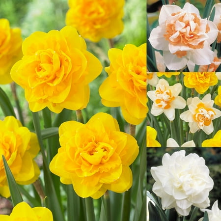 Daffodil Bulbs A Layered Beauty Suitable For Autumn Planting A Pleasant Fragrance Beautiful Perennial Plants
Daffodil Bulbs A Layered Beauty Suitable For Autumn Planting A Pleasant Fragrance Beautiful Perennial Plants