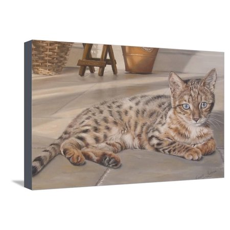 Bengal Kitten Stretched Canvas Print Wall Art By Janet Pidoux