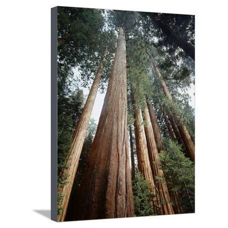 California, Sierra Nevada. Old Growth Sequoia Redwood Trees Stretched Canvas Print Wall Art By Christopher Talbot Frank