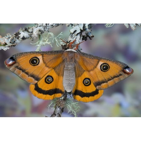 Calosaturnia Moth on Lichen-Covered Branch Print Wall Art By Darrell Gulin