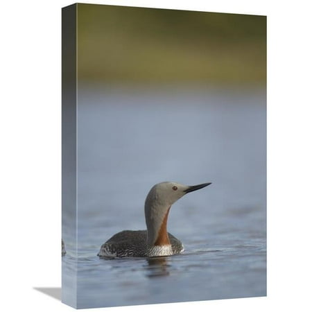 12 x 18 in. Red-Throated Loon in Water, Alaska Art Print - Michael Quinton