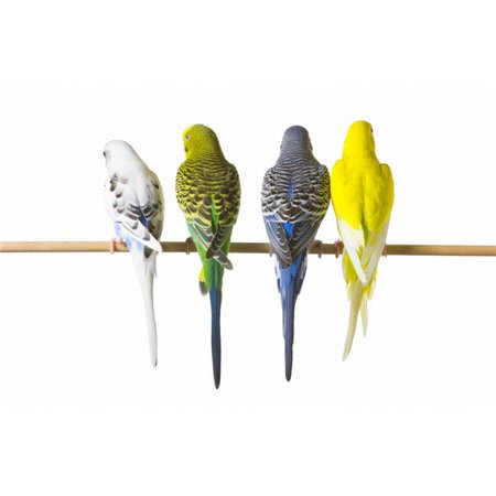 Posterazzi DPI1787266 Budgie Bird Posteriors Poster Print by Corey Hochachka, 17 x 11