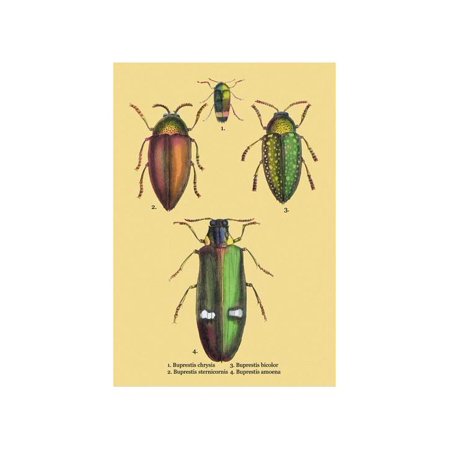 Beetles: Buprestis Chrysis B. Sternicornis, Et Al. #2 Print (Unframed Paper Print 20x30)