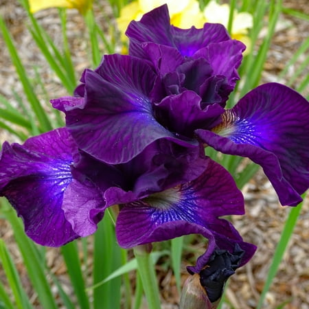 Iris Bulbs Iris Can Be Grown Indoors Or Outdoors Iris Has A Thick Rhizome Iris Blooms From Spring To Autumn Iris Needs Plenty Of Sunlight
Iris Bulbs Iris Can Be Grown Indoors Or Outdoors Iris Has A Thick Rhizome Iris Blooms From Spring To Autumn Iris Needs Plenty Of Sunlight