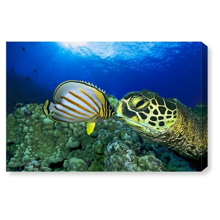 Oliver Gal Green Sea Turtle Canvas Art