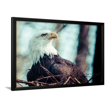 Portrait of A Bald Eagle Framed Print Wall Art By Curioso Travel Photography