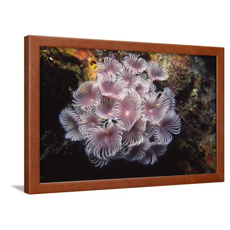Social Feather Duster Worms Framed Print Wall Art By Hal Beral