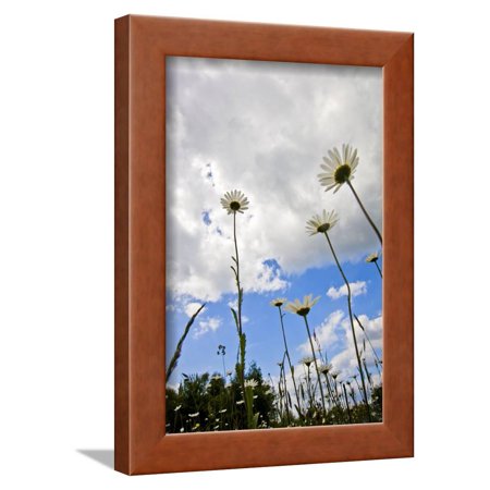 Daisies Framed Print Wall Art By Veneratio