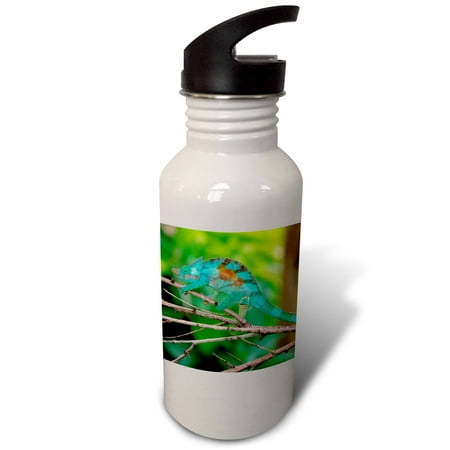 A Parsons Chameleon moving along a branch. 21 oz Sports Water Bottle wb-206065-1
A Parsons Chameleon moving along a branch. 21 oz Sports Water Bottle wb-206065-1