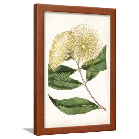 Floral Lace I Framed Print Wall Art By Curtis