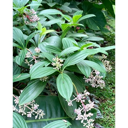 Medinilla Plant - 4 Live Plants in 2 Inch Grower s Pot - Chandelier Tree
Medinilla Plant - 4 Live Plants in 2 Inch Grower s Pot - Chandelier Tree