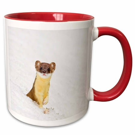 3dRose Wyoming Summer coat Long-tailed Weasel in snowdrift. - Two Tone Red Mug 11-ounce
3dRose Wyoming Summer coat Long-tailed Weasel in snowdrift. - Two Tone Red Mug 11-ounce
