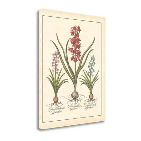 Tangletown Fine Art 'Detailed Floral I' Graphic Art Print on Canvas