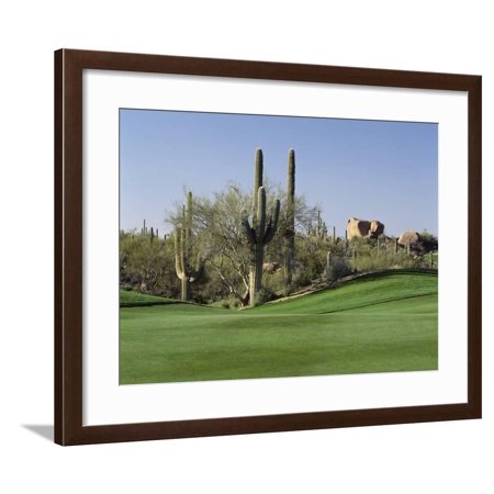 Saguaro Cacti in a Golf Course, Troon North Golf Club, Scottsdale, Maricopa County, Arizona, USA Framed Print Wall Art