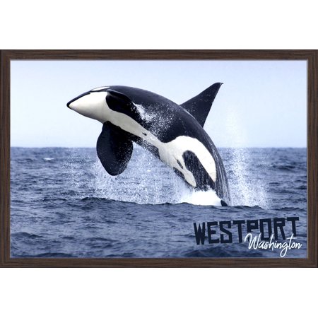 Westport, Washington - Orca Jumping - Lantern Press Photography (36x24 Giclee Art Print, Gallery Framed, Espresso Wood)