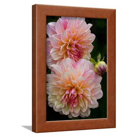 USA, Oregon, Shore Acres State Park. Close-up of Dahlia Flowers Framed Print Wall Art By Jean Carter