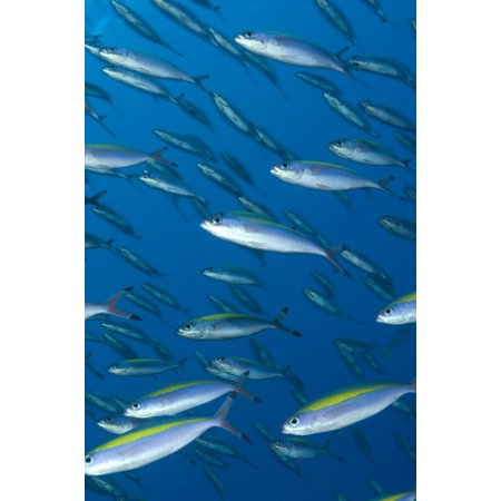 School of wide-band fusilier fish Papua New Guinea Stretched Canvas - Steve JonesStocktrek Images (12 x 18)
