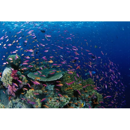 Fiji Hard Coral Reef Scene With School Lyretail Anthias Surface (Pseudanthias Squamipinnis) Canvas Art - Dave Fleetham Design Pics (19 x 12)
