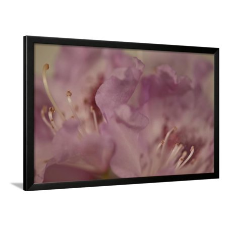 Soft Petals II Framed Print Wall Art By Rita Crane