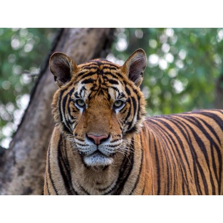 Framed Art For Your Wall Pretty Animals Bengal Aggression Tiger Beauty 10x13 Frame