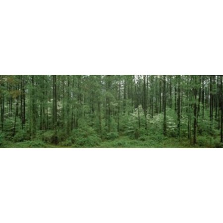 Flowering Dogwood (Cornus florida) trees in a forest Alaska USA Stretched Canvas - Panoramic Images (36 x 12)