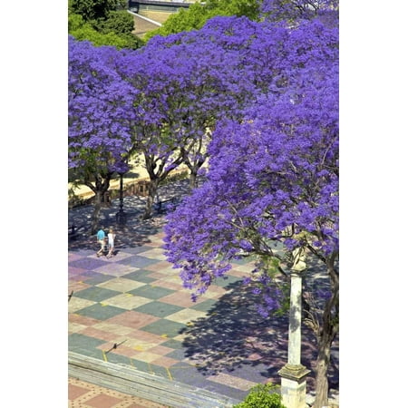 Blossoming Jacaranda Trees Print Wall Art By Neil Farrin