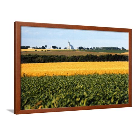 Cornfield with Church in Background Framed Print Wall Art