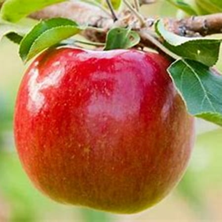 Mixed Apple Bulbs Suitable For Garden Planting Perennial Plants Planted In Spring And Autumn
Mixed Apple Bulbs Suitable For Garden Planting Perennial Plants Planted In Spring And Autumn