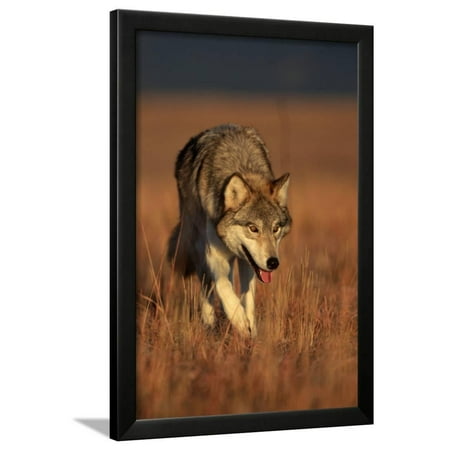 Gray Wolf on Prairie Framed Print Wall Art By W. Perry Conway