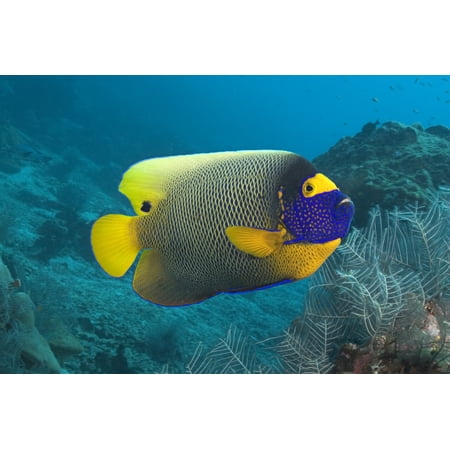 Malaysia Blue-Face Angelfish (Pomacanthus Xanthometopon) Near Ocean Floor Stretched Canvas - Dave Fleetham Design Pics (36 x 24)