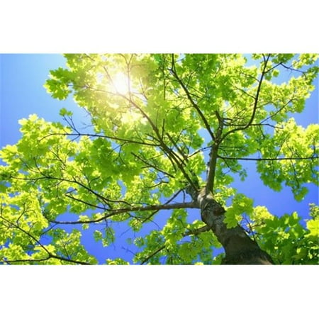 Posterazzi DPI1770313LARGE A Tall Tree Poster Print by Don Hammond, 34 x 22 - Large