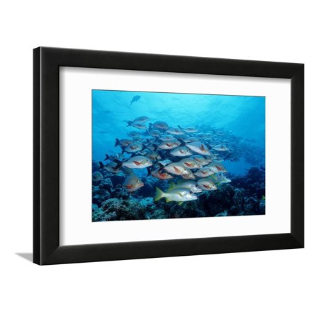 Humpback Snapper School (Lutjanus Gibbus) Indian Ocean Framed Print Wall Art By Reinhard Dirscherl
