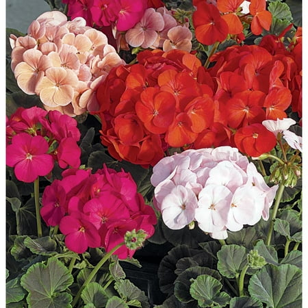1pt Geranium Seed