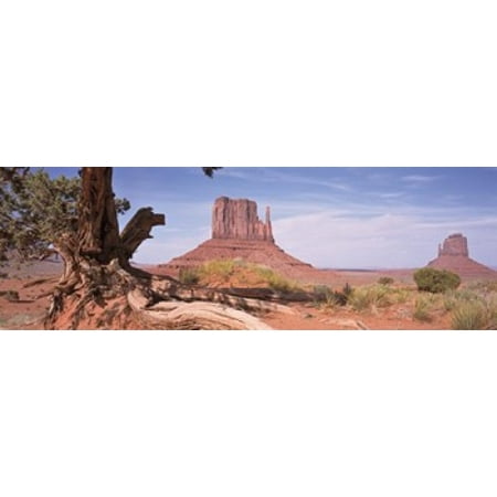 Close-Up Of A Gnarled Tree With West And East Mitten Monument Valley Arizona USA Canvas Art - Panoramic Images (36 x 12)