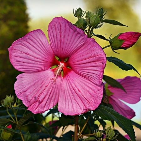 Hibiscus Bulbs Hibiscus Grows Quickly Hibiscus Has Double Flowers Hibiscus Has A Long Blooming Period And High Ornamental Value Hibiscus Attracts Pollinators
Hibiscus Bulbs Hibiscus Grows Quickly Hibiscus Has Double Flowers Hibiscus Has A Long Blooming Period And High Ornamental Value Hibiscus Attracts Pollinators