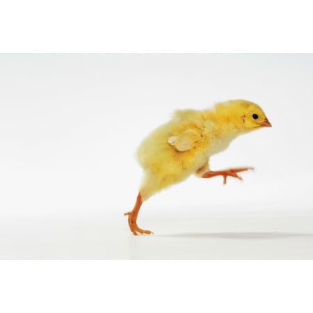 Yellow Chick Baby Chicken PosterPrint