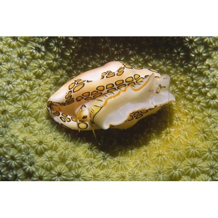 Flamingo Tongue Cowrie Print Wall Art By Hal Beral