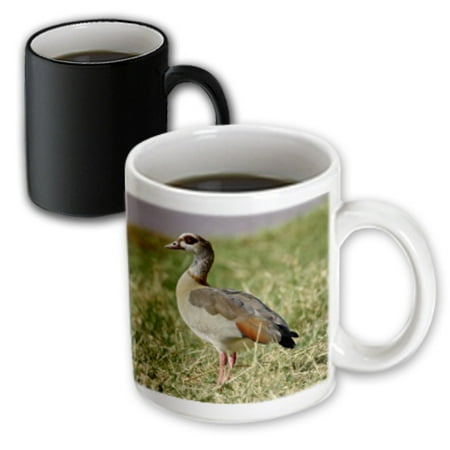 3dRose Egyptian Goose, Samburu Game Reserve, Kenya-AF21 AJE0677 - Adam Jones - Magic Transforming Mug, 11-ounce