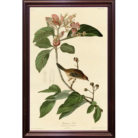 Bachmans Finch-VINAPP116378 Print 20"x12.75" by Vintage Apple Collection in a Cherry Grande