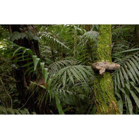Boa Constrictor coiled around a mossy tree trunk in the rainforest South America Poster Print by Pete Oxford