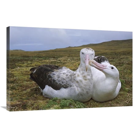 24 x 36 in. Tristan Wandering Albatross Male Nibbling Females Bill, Gough Island, South Atlantic Art Print - Tui De Roy