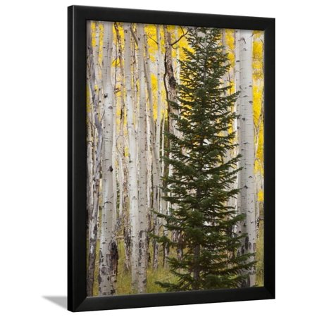 Moraine Park, Rocky Mountain National Park, Colorado, USA Framed Print Wall Art By Jamie & Judy Wild